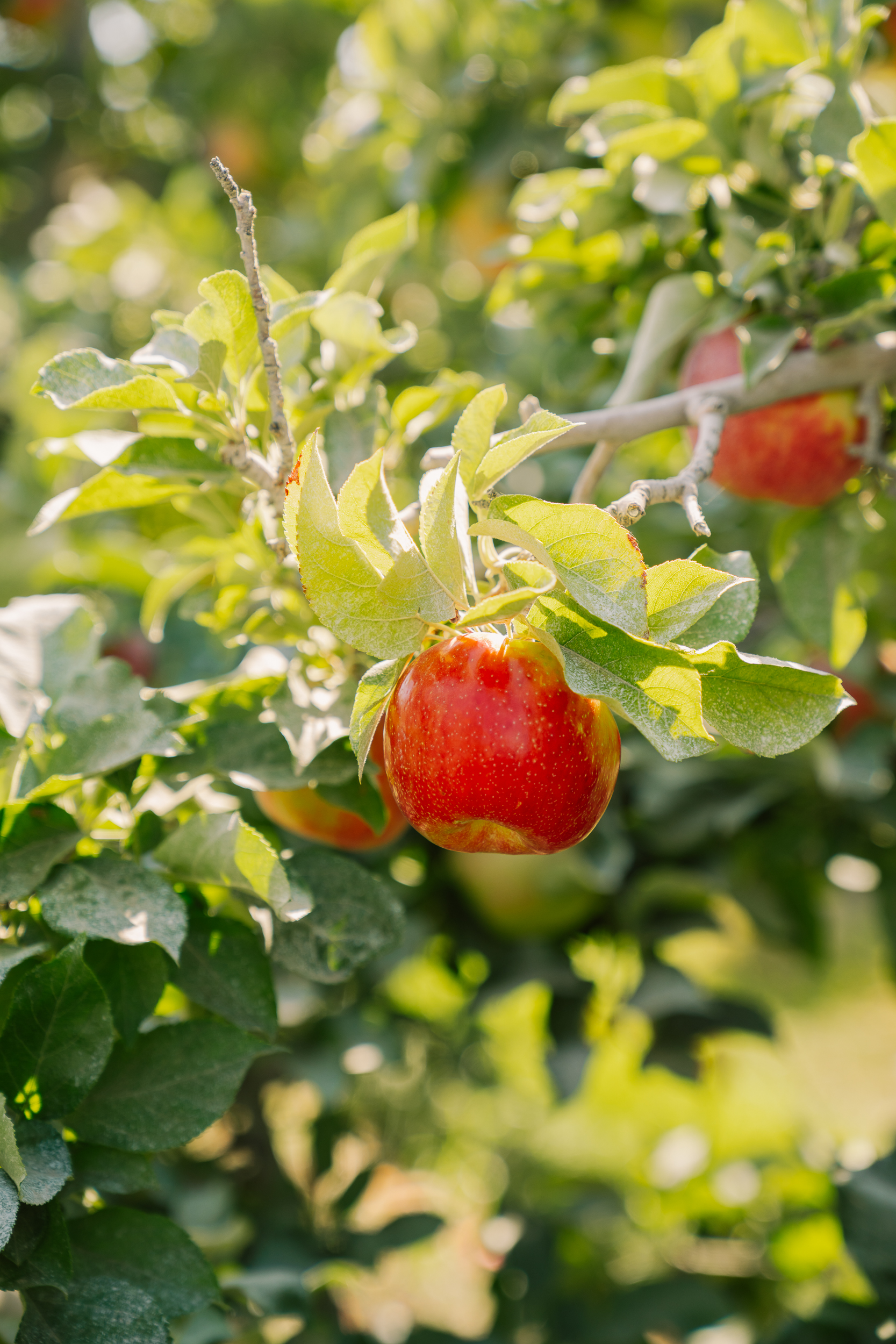 Ripe Linda Fruit apple ready for harvest
